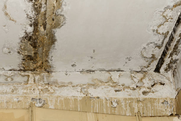 Best Mold Removal for HVAC Installations  in Healdton, OK